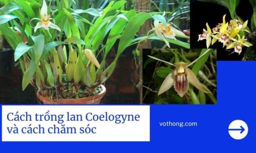 Cách trồng lan Coelogyne và cách chăm sóc ra hoa