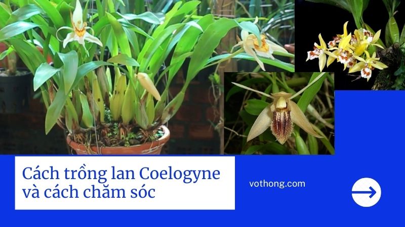 cách trồng lan Coelogyne và chăm sóc