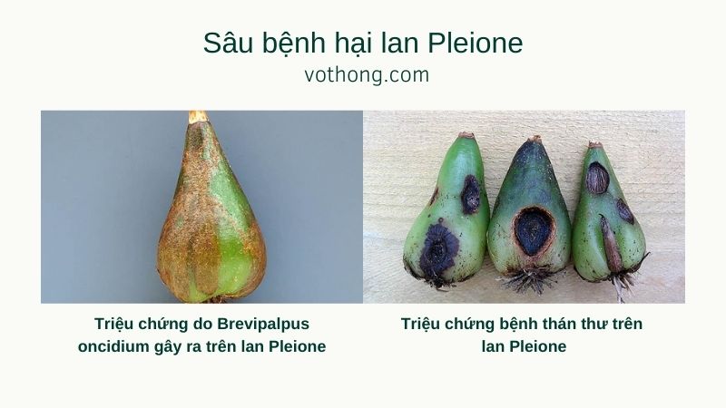 cách trồng lan Pleione sâu bệnh hại
