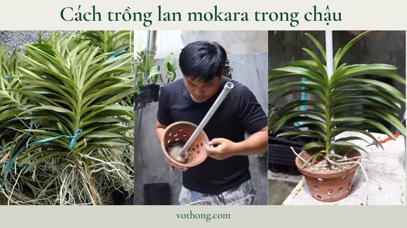 cách trồng lan mokara trong chậu